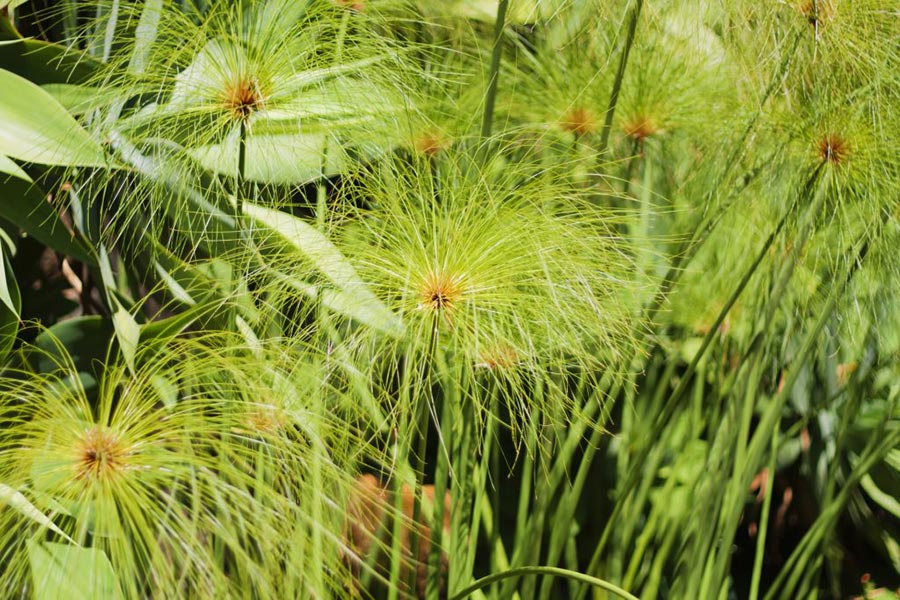 Planta Cyperus papyrus